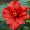 Hollywood Hibiscus™ First To Arrive™ Tropical Hibiscus -Great Garden Plants Hibiscusrosa sinensisHollywoodFirsttoArrive 4 800x800 0865330