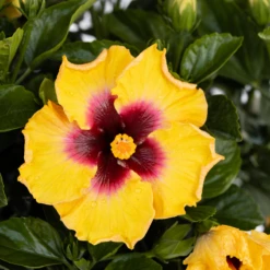 Hollywood Hibiscus™ Rico Suave™ Tropical Hibiscus 7 Hollywood Hibiscus™ Rico Suave™ Tropical Hibiscus -Great Garden Plants Hibiscusrosa sinensisHollywoodRicoSuave2 800x800 40b2600