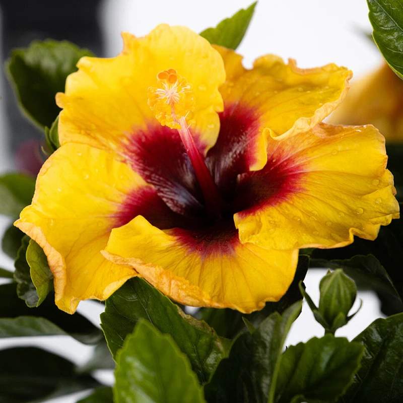Hollywood Hibiscus™ Rico Suave™ Tropical Hibiscus 4 Hollywood Hibiscus™ Rico Suave™ Tropical Hibiscus - Image 2