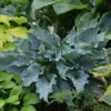 Shadowland® 'Waterslide' Hosta -Great Garden Plants Hosta Waterslide 1 P