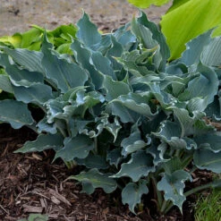 Shadowland® 'Waterslide' Hosta 12 Shadowland® 'Waterslide' Hosta -Great Garden Plants Hosta Waterslide 2 P