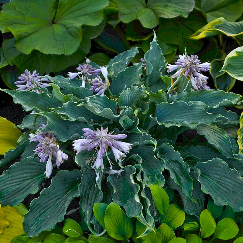 Shadowland® 'Waterslide' Hosta 5 Shadowland® 'Waterslide' Hosta - Image 3