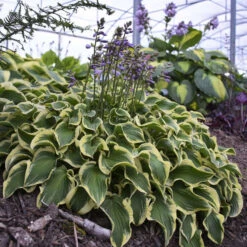 'Wrinkle In Time' Hosta -Great Garden Plants Hosta wrinkleintime 2