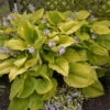 Shadowland® 'Coast To Coast' Hosta -Great Garden Plants Hosta Coast to Coast 2 P