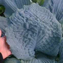 Shadowland® 'Diamond Lake' Hosta -Great Garden Plants Hosta Diamond Lake 1 P