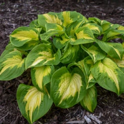 Shadowland® 'Etched Glass' Hosta -Great Garden Plants Hosta Etched Glass 2 P