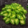 Shadowland® 'Etched Glass' Hosta 1 Shadowland® 'Etched Glass' Hosta -Great Garden Plants Hosta Etched Glass 3 P