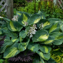 Shadowland® 'Hudson Bay' Hosta -Great Garden Plants Hosta Hudson Bay 2 P