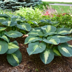 Shadowland® 'Hudson Bay' Hosta -Great Garden Plants Hosta Hudson Bay 3 P
