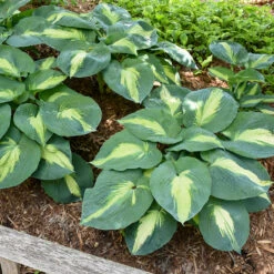Shadowland® 'Hudson Bay' Hosta -Great Garden Plants Hosta Hudson Bay 4 P