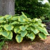Shadowland® 'Seducer' Hosta -Great Garden Plants Hosta Seducer 1 P