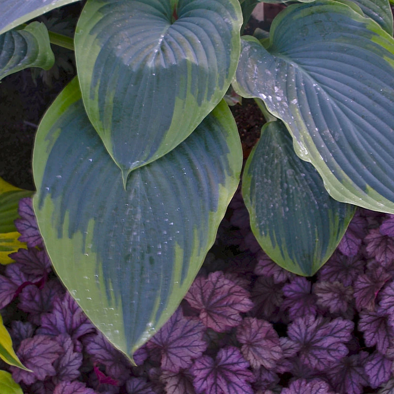 Shadowland® 'Wu-La-La' Hosta 4 Shadowland® 'Wu-La-La' Hosta - Image 2