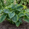 Shadowland® 'Wu-La-La' Hosta 2 Shadowland® 'Wu-La-La' Hosta -Great Garden Plants Hosta Wu La La 2 P