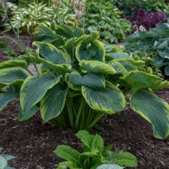 Shadowland® 'Wu-La-La' Hosta 8 Shadowland® 'Wu-La-La' Hosta -Great Garden Plants Hosta Wu La La 3 P