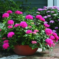 Cityline® Paris Bigleaf Hydrangea 10 Cityline® Paris Bigleaf Hydrangea -Great Garden Plants Hydrangea Cityline Paris 3 P sw