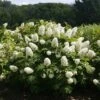 Gatsby Gal® Oakleaf Hydrangea 2 Gatsby Gal® Oakleaf Hydrangea -Great Garden Plants Hydrangea Gatsby Gal 1 P sw
