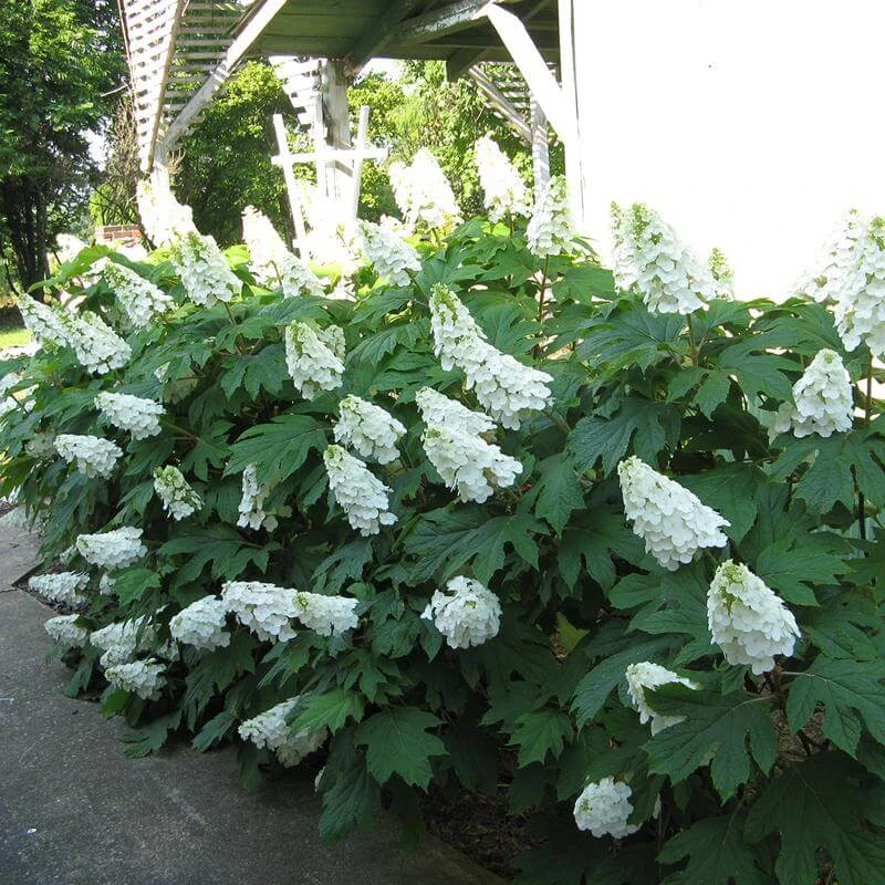 Gatsby Gal® Oakleaf Hydrangea 4 Gatsby Gal® Oakleaf Hydrangea - Image 2