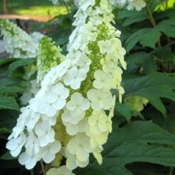 Gatsby Gal® Oakleaf Hydrangea 8 Gatsby Gal® Oakleaf Hydrangea -Great Garden Plants Hydrangea Gatsby Gal 3 P sw
