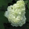 Gatsby Moon® Oakleaf Hydrangea -Great Garden Plants Hydrangea Gatsby Moon 1 P sw