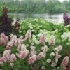Gatsby Pink® Oakleaf Hydrangea -Great Garden Plants Hydrangea Gatsby Pink 1 P sw