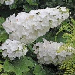 Gatsby Pink® Oakleaf Hydrangea -Great Garden Plants Hydrangea Gatsby Pink 4 P sw