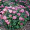 Invincibelle® Ruby Smooth Hydrangea 1 Invincibelle® Ruby Smooth Hydrangea -Great Garden Plants Hydrangea Invincibelle Ruby 1 P