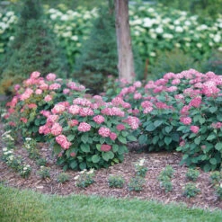 Invincibelle® Ruby Smooth Hydrangea 13 Invincibelle® Ruby Smooth Hydrangea -Great Garden Plants Hydrangea Invincibelle Ruby 3 P