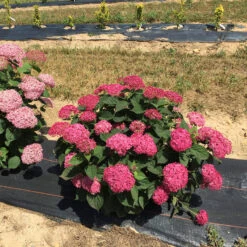 Invincibelle® Ruby Smooth Hydrangea 14 Invincibelle® Ruby Smooth Hydrangea -Great Garden Plants Hydrangea Invincibelle Ruby 4 P