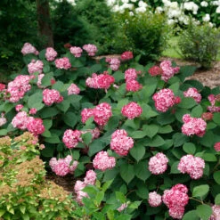 Invincibelle® Ruby Smooth Hydrangea 12 Invincibelle® Ruby Smooth Hydrangea -Great Garden Plants Hydrangea Invincibelle Ruby 5 P