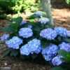 Let's Dance® Blue Jangles® Bigleaf Hydrangea -Great Garden Plants Hydrangea Lets Dance Blue Jangles 1 P