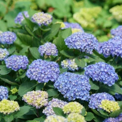 Let's Dance® Rhythmic Blue® Bigleaf Hydrangea