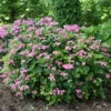 Tuff Stuff™ Red Mountain Hydrangea -Great Garden Plants Hydrangea Tuff Stuf Red 1 P