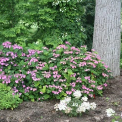 Tuff Stuff™ Red Mountain Hydrangea -Great Garden Plants Hydrangea Tuff Stuf Red 4 P