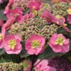 Tuff Stuff™ Mountain Hydrangea -Great Garden Plants Hydrangea Tuff Stuff 5 P