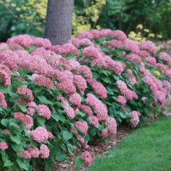 Invincibelle Spirit® II Smooth Hydrangea 10 Invincibelle Spirit® II Smooth Hydrangea -Great Garden Plants Hydrangea arborescens Invincibelle Spirit II 1 P