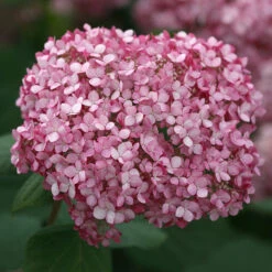 Invincibelle Spirit® II Smooth Hydrangea 12 Invincibelle Spirit® II Smooth Hydrangea -Great Garden Plants Hydrangea arborescens Invincibelle Spirit II 4 P
