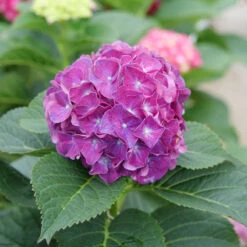 Wee Bit Grumpy® Bigleaf Hydrangea 11 Wee Bit Grumpy® Bigleaf Hydrangea -Great Garden Plants Hydrangea macrophylla Wee Bit Grumpy P1077663