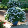 Tuff Stuff Ah-Ha® Mountain Hydrangea 1 Tuff Stuff Ah-Ha® Mountain Hydrangea -Great Garden Plants Hydrangea serrata Tuff Stuff Ah Ha DSC04435
