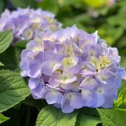 Let's Dance Sky View® Bigleaf Hydrangea 11 Let's Dance Sky View® Bigleaf Hydrangea -Great Garden Plants HydrangeaLetsDanceSkyViewIMG 7956 1080x1080 353504f