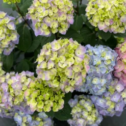 Let's Dance Sky View® Bigleaf Hydrangea 12 Let's Dance Sky View® Bigleaf Hydrangea -Great Garden Plants HydrangeaLetsDanceSkyViewIMG E1373 1080x1080 8121e61