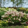 Pinky Winky® Panicle Hydrangea 2 Pinky Winky® Panicle Hydrangea -Great Garden Plants HydrangeaPinkyWinky1