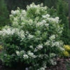 Quick Fire® Panicle Hydrangea -Great Garden Plants HydrangeaQuickFire1