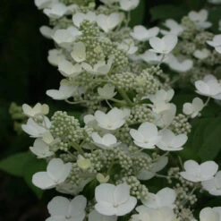 Quick Fire® Panicle Hydrangea 9 Quick Fire® Panicle Hydrangea -Great Garden Plants HydrangeaQuickFire2