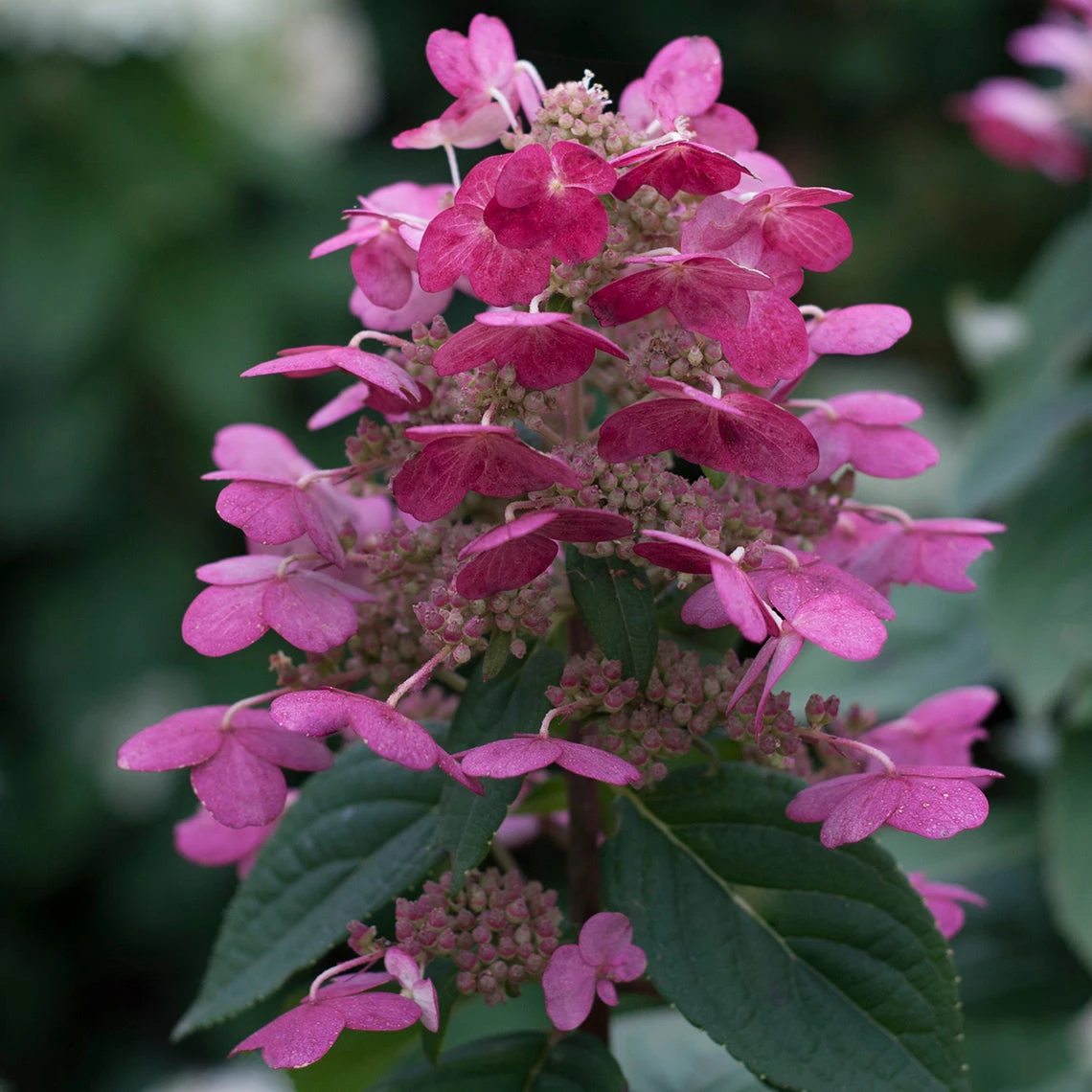 Quick Fire® Panicle Hydrangea 5 Quick Fire® Panicle Hydrangea - Image 3