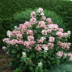 Quick Fire® Panicle Hydrangea 11 Quick Fire® Panicle Hydrangea -Great Garden Plants HydrangeaQuickFire4