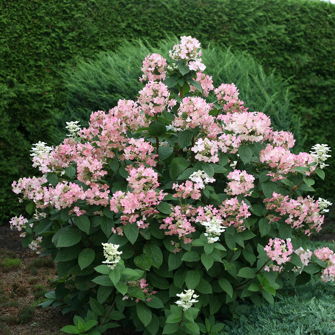 Quick Fire® Panicle Hydrangea 6 Quick Fire® Panicle Hydrangea - Image 4