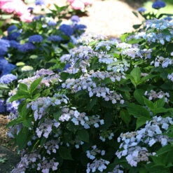 Tiny Tuff Stuff™ Mountain Hydrangea 8 Tiny Tuff Stuff™ Mountain Hydrangea -Great Garden Plants Hydrangea Tiny Tuff Stuff 3P