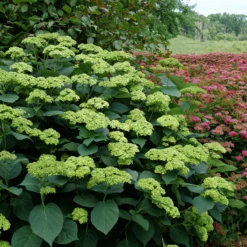 Invincibelle Sublime™ Smooth Hydrangea -Great Garden Plants HydrangeaarborescensInvincibelleSublimeP1071887 800x800 8447e3e