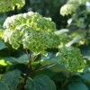 Invincibelle Sublime™ Smooth Hydrangea -Great Garden Plants HydrangeaarborescensInvincibelleSublimeP1105846 800x800 fd3fd56