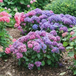Let's Dance Lovable™ Bigleaf Hydrangea -Great Garden Plants HydrangeamacrophyllaLetsDanceLovableDSC08856 1080x1080 bb94f5a
